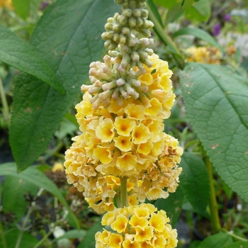 Buddleia x weyeriana ''Honeycomb'' (Butterfly Bush) - Honeycomb Butterfly Bush