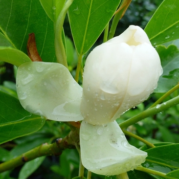 Magnolia virginiana ''Jim Wilson'' PP12065 - Moonglow® Sweetbay Magnolia