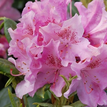 Rhododendron Shammarello hybrid - 'Holden'