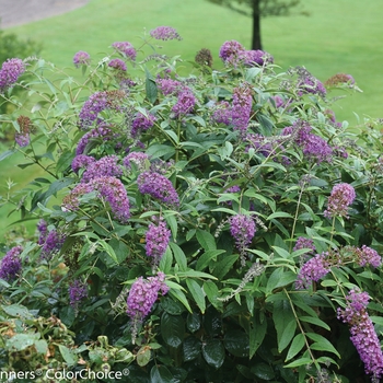 Buddleia ''Purple Haze'' PP24514 (Butterfly Bush) - Lo and Behold® Purple Haze