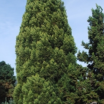 Cryptomeria japonica ''Rein''s Dense Jade'' (Japanese Cedar) - Rein''s Dense Jade Japanese Cedar
