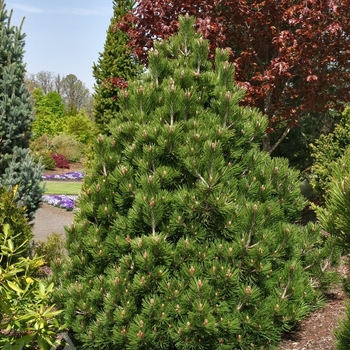 Pinus heldreichii (leucodermis) ''Irish Bell'' (Bosnian Pine) - Irish Bell Bosnian Pine