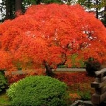 Acer palmatum var. dissectum ''Orange Flame'' (Japanese Maple) - Orange Flame Japanese Maple