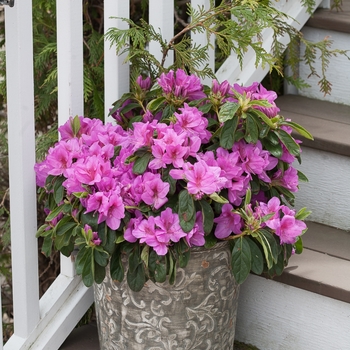 Rhododendron (Reblooming Azalea) - Bloom-A-Thon® 'Lavender'