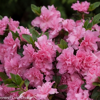 Rhododendron (Reblooming Azalea) - Bloom-A-Thon® 'Pink Double'
