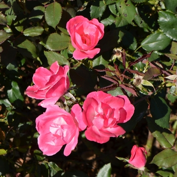 Rosa ''Radcon'' (Shrub Rose) - Knock Out® Pink