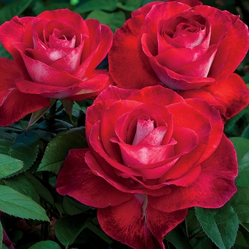 Rosa - 'Smokin' Hot™' Hybrid Tea Rose
