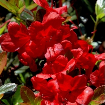 Rhododendron Harris hybrid - 'Midnight Flare' Azalea