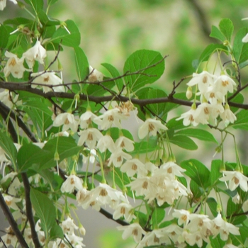 Styrax japonicus ''Carillon'' (Weeping Japanese Snowbell) - Carillon Weeping Japanese Snowbell