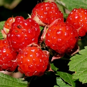 Rubus ''Dorman Red'' (Raspberry) - Dorman Red Raspberry