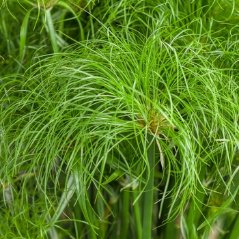 Cyperus papyrus ''Prince Tut™'' (Dwarf Egyptian Papyrus) - Graceful Grasses® Prince Tut™
