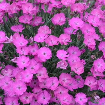 Dianthus ''Paint the Town Fuchsia'' PP28636 Can PBRAF (Pinks) - Paint the Town Fuchsia Pinks