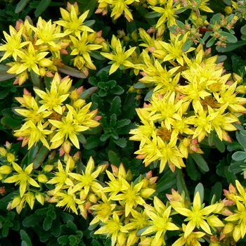 Sedum floriferum ''Weihenstephaner Gold'' (Stonecrop) - Weihenstephaner Gold Stonecrop
