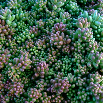 Sedum album ''Coral Carpet'' (Stonecrop) - Coral Carpet Stonecrop