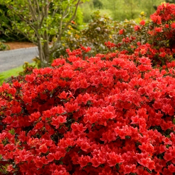 Rhododendron Girard hybrid - 'Girard's Christina' Azalea