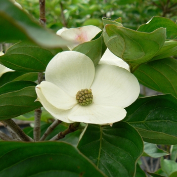 Cornus kousa - 'Venus®' Chinese Flowering Dogwood