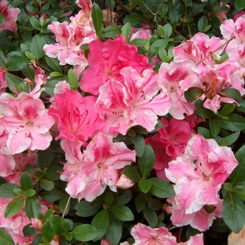 Rhododendron Robin Hill Hybrid - 'Conversation Piece' Azalea