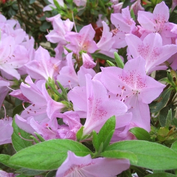 Rhododendron - 'Mildred' Azalea