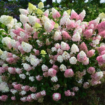 Hydrangea paniculata ''Rensu'' PP25,438 (Hydrangea) - Strawberry Sundae® Hydrangea