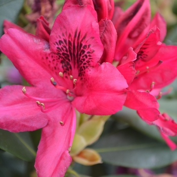 Rhododendron - 'Nova Zembla'