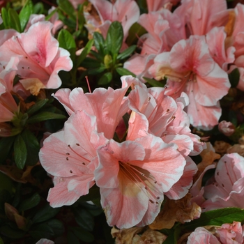 Rhododendron (Azalea) - Encore® 'Autumn Sunburst®'