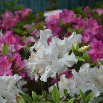 Rhododendron (Azalea) - Encore® 'Autumn Lily®'