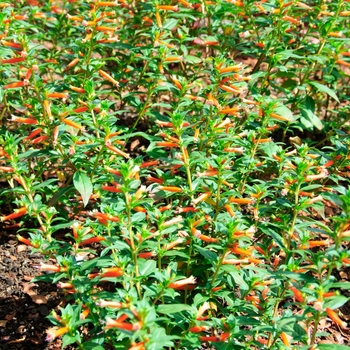 Cuphea ''Vermillionaire®'' (Large Firecracker Plant) - Vermillionaire® Large Firecracker Plant