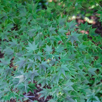 Acer palmatum ''Tsukushi gata'' (Japanese Maple) - Tsukushi gata Japanese Maple