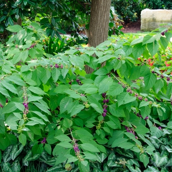 Callicarpa americana (Beautyberry) - Beautyberry