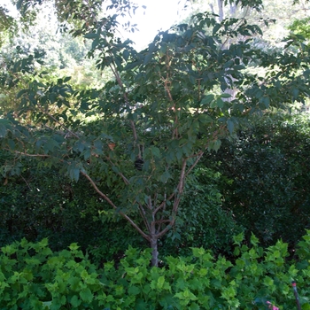 Prunus x subhirtella ''Autumnalis Rosea'' (Higan Cherry) - Autumnalis Rosea Higan Cherry