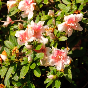 Rhododendron (Azalea) - Encore® 'Autumn Belle®'