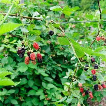 Rubus fruticosa ''Chester'' (Blackberry) - Chester Blackberry