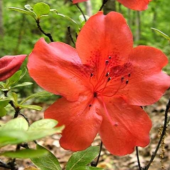 Rhododendron Satsuki Hybrid - 'Amagasa' Azalea