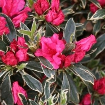Rhododendron Girard Hybrid - 'The Robe' Azalea