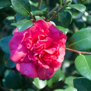 Camellia sasanqua 'Bonanza' - Bonanza Camellia