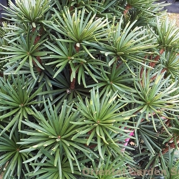 Sciadopitys verticillata ''Green Star'' (Dwarf Japanese Umbrella Pine) - Green Star Dwarf Japanese Umbrella Pine