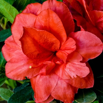Rhododendron (Azalea) - ReBLOOM™ 'Coral Amazement™'