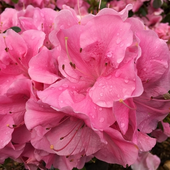 Rhododendron (Azalea) - ReBLOOM™ 'Pink Adoration™'