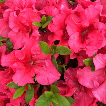 Rhododendron (Azalea) - ReBLOOM™ 'Blush Elegance™'