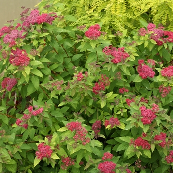Spiraea japonica ''SMNSJMFR'' PP26993, Can 5633 (Spirea) - Double Play® Red