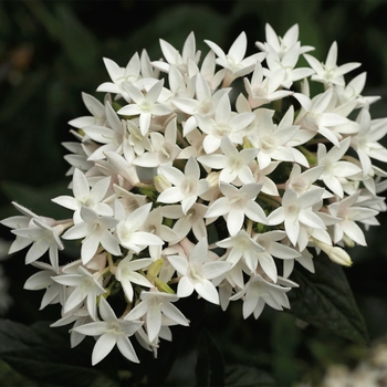 Pentas lanceolata ''White'' (Starflower) - Falling Star™ White