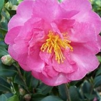 Camellia sasanqua - 'Stephanie Golden'