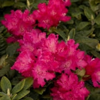 Rhododendron - 'Hellikki'