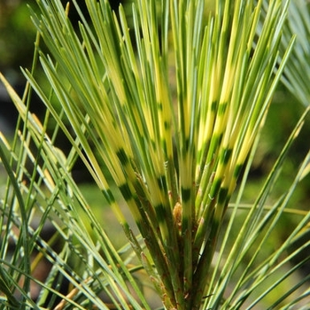 Pinus wallichiana ''Zebrina'' (Himalayan Pine) - Zebrina Himalayan Pine