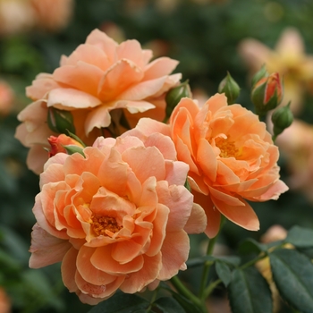 Rosa ''HORCOGJIL'' PP27541, Can 5631 (Hybrid Tea Rose) - At Last® Hybrid Tea Rose
