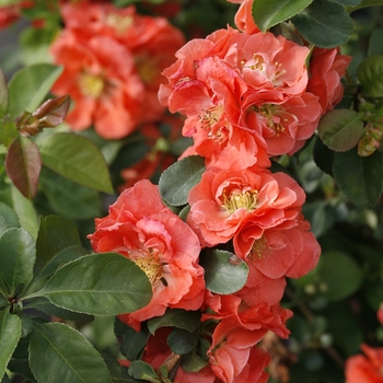 Chaenomeles speciosa ''NCCS4'' PP30231 - Double Take® Peach Flowering Quince