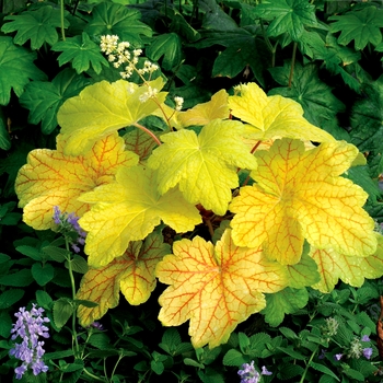 Heuchera ''Electric Lime'' PP21872 (Coral Bells) - Electric Lime Coral Bells