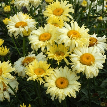 Leucanthemum x superbum ''Goldfinch'' PP24499 (Shasta Daisy) - Goldfinch Shasta Daisy