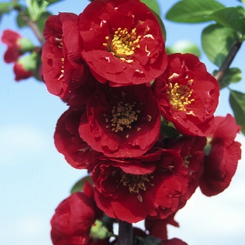 Chaenomeles speciosa ''Red Premier™'' Greredpre (Flowering Quince) - Red Premier™ Flowering Quince