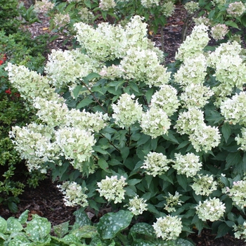 Hydrangea paniculata ''White Caps™'' Dolly (Hydrangea) - White Caps™ Hydrangea
